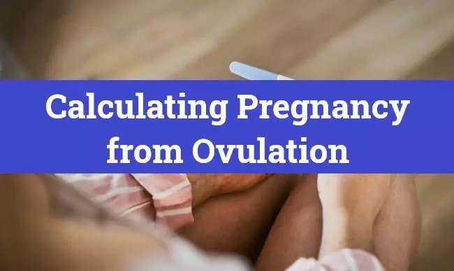 Calculating Pregnancy from Ovulation In 5 Steps