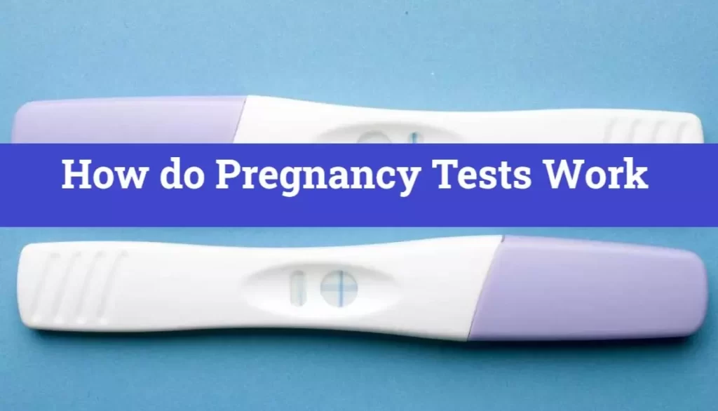 How do Pregnancy Tests Work